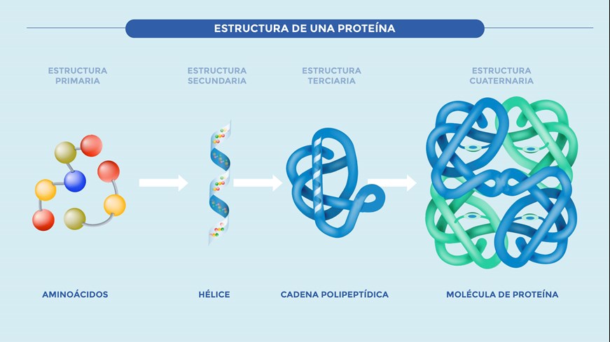 Estructura de una proteína