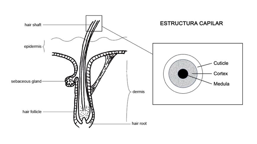 Estructura capilar