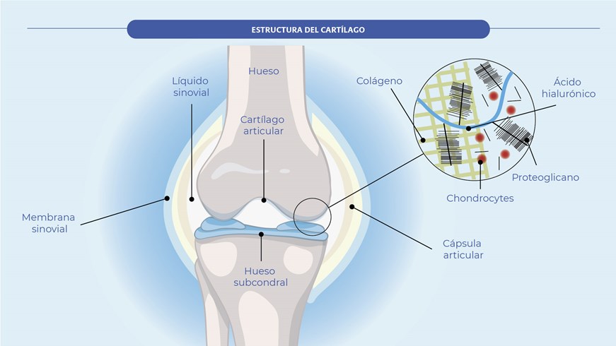 Estructura del cartílago