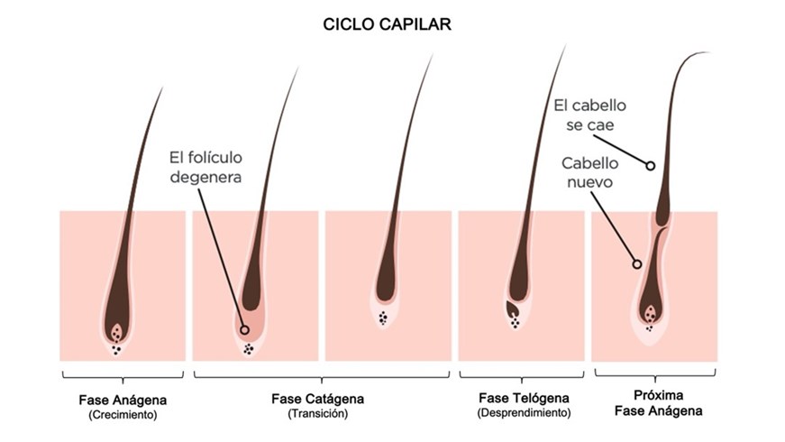 Ciclo capilar