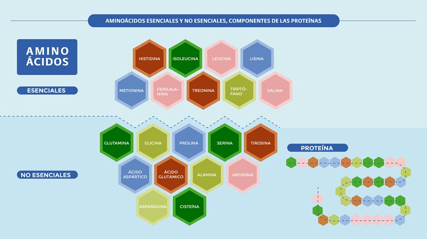 Aminoácidos esenciales y no esenciales, componentes de las proteínas