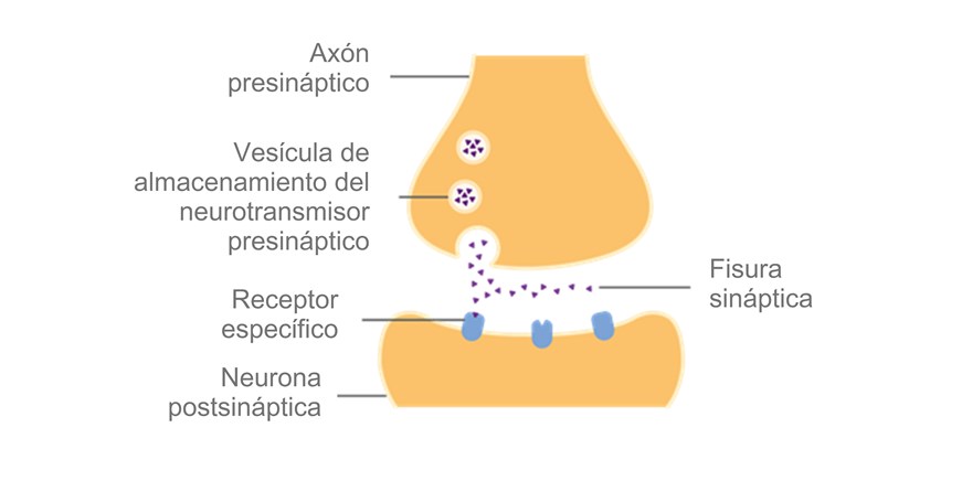 Fisura sináptica