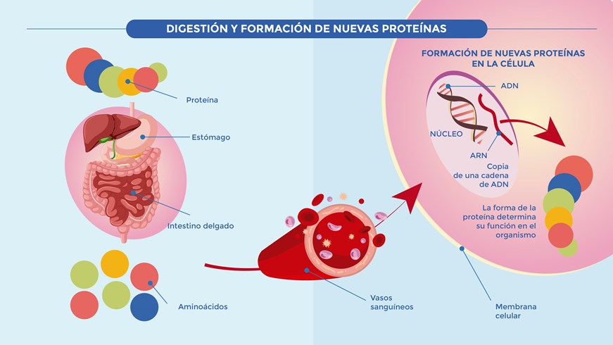 Digestión y formación de nuevas proteínas