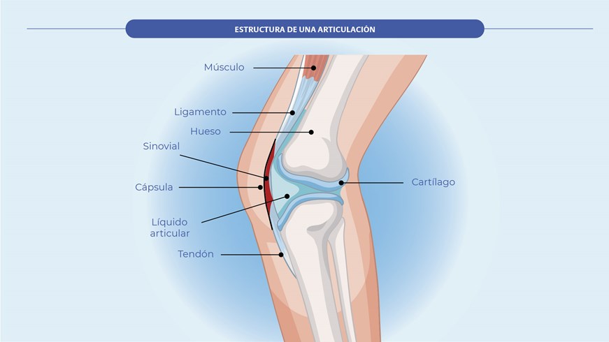 Estructura de una articulación